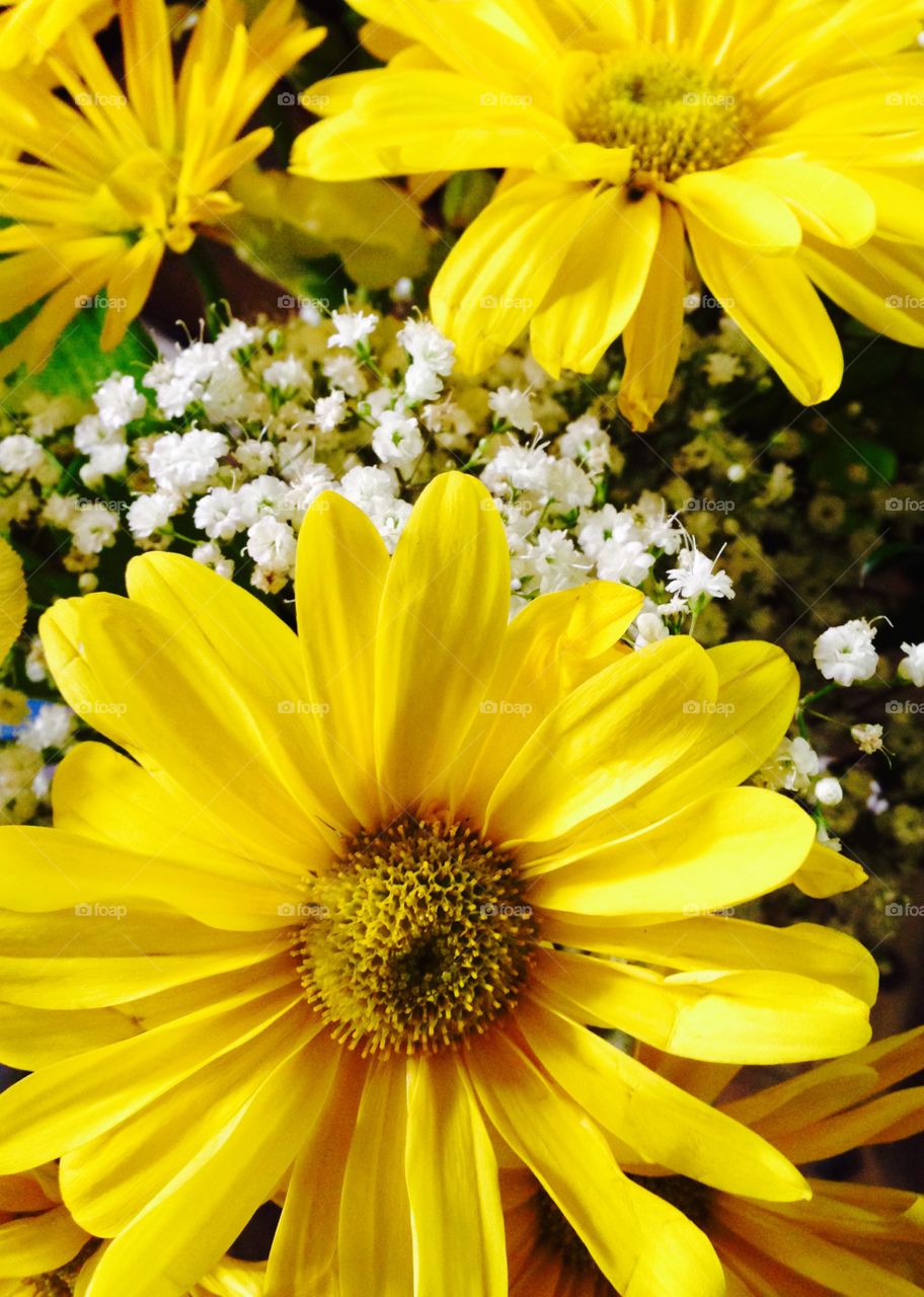 Full frame of blooming yellow flowers