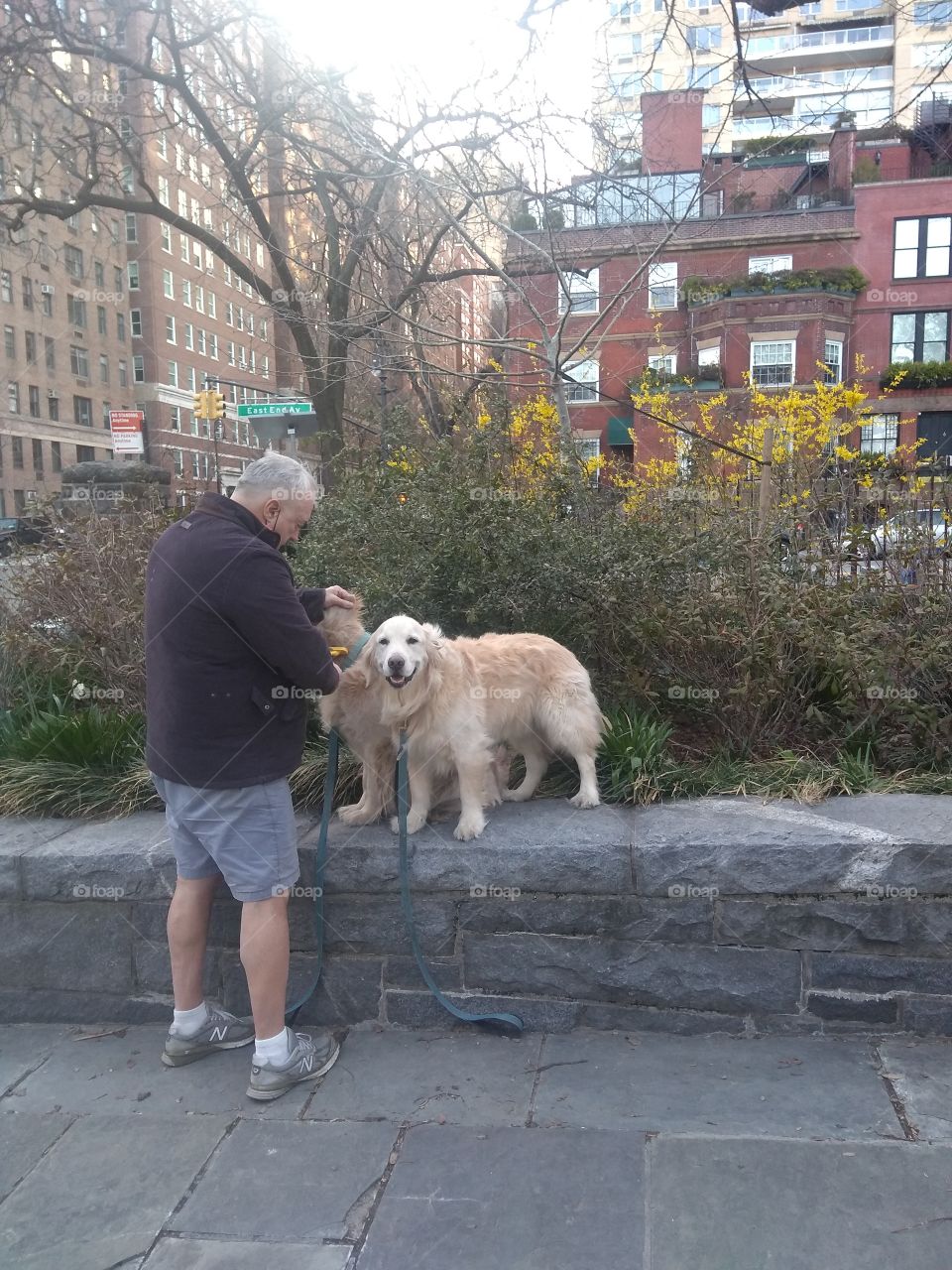 2 Dogs Being Groomed by Owner Outdoors