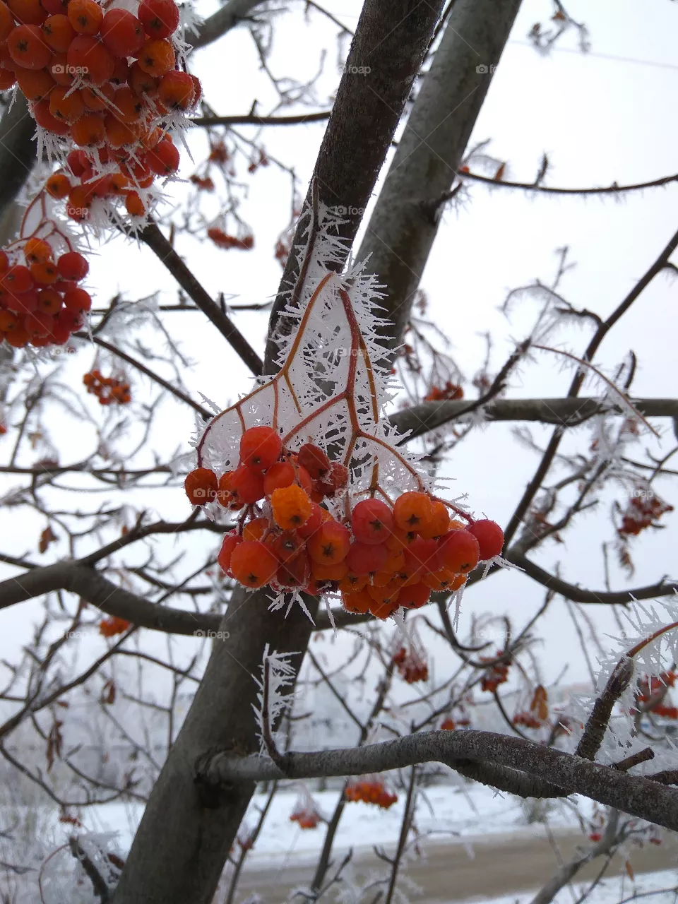 Frost