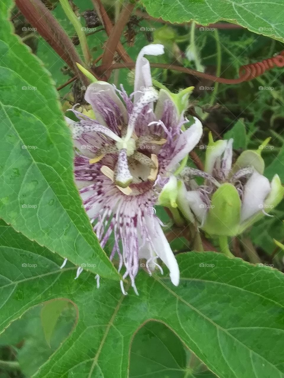 clematis in bloom