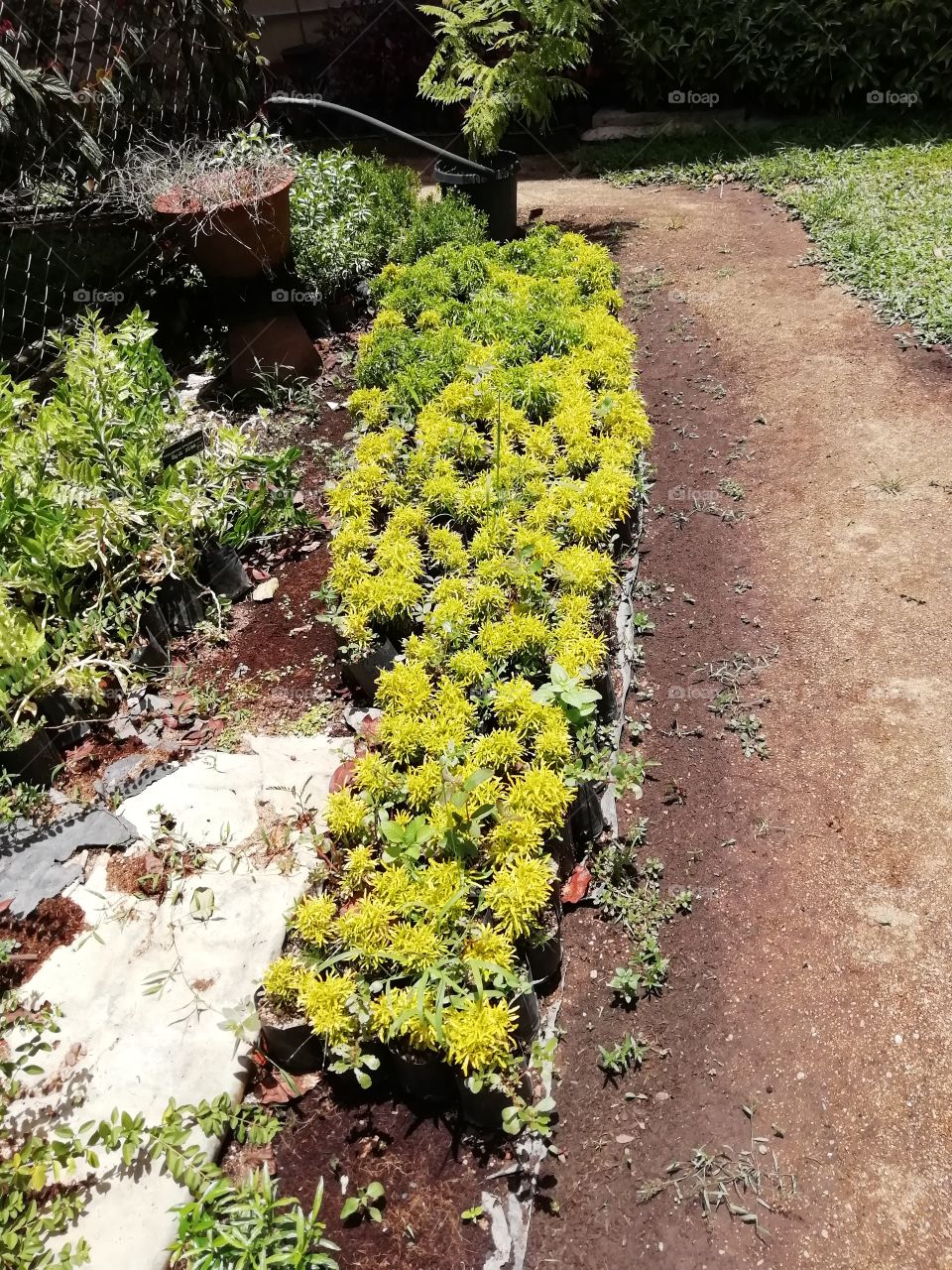 Beautiful sceneries at the botanical Garden# plant been Growing