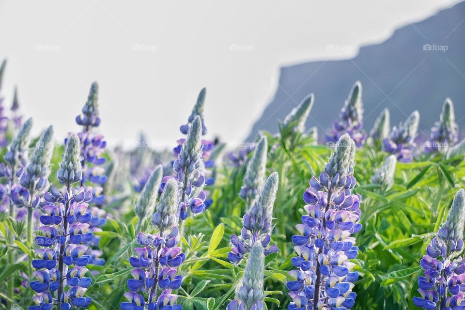 Flower field