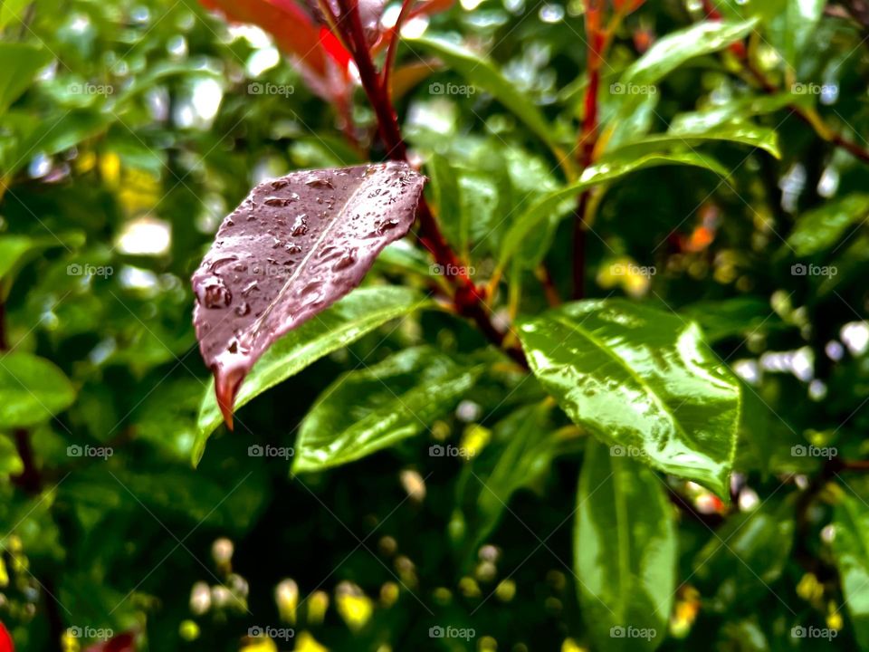 Spring is here. Love watching the captivating rain run down the leaves so peacefully!