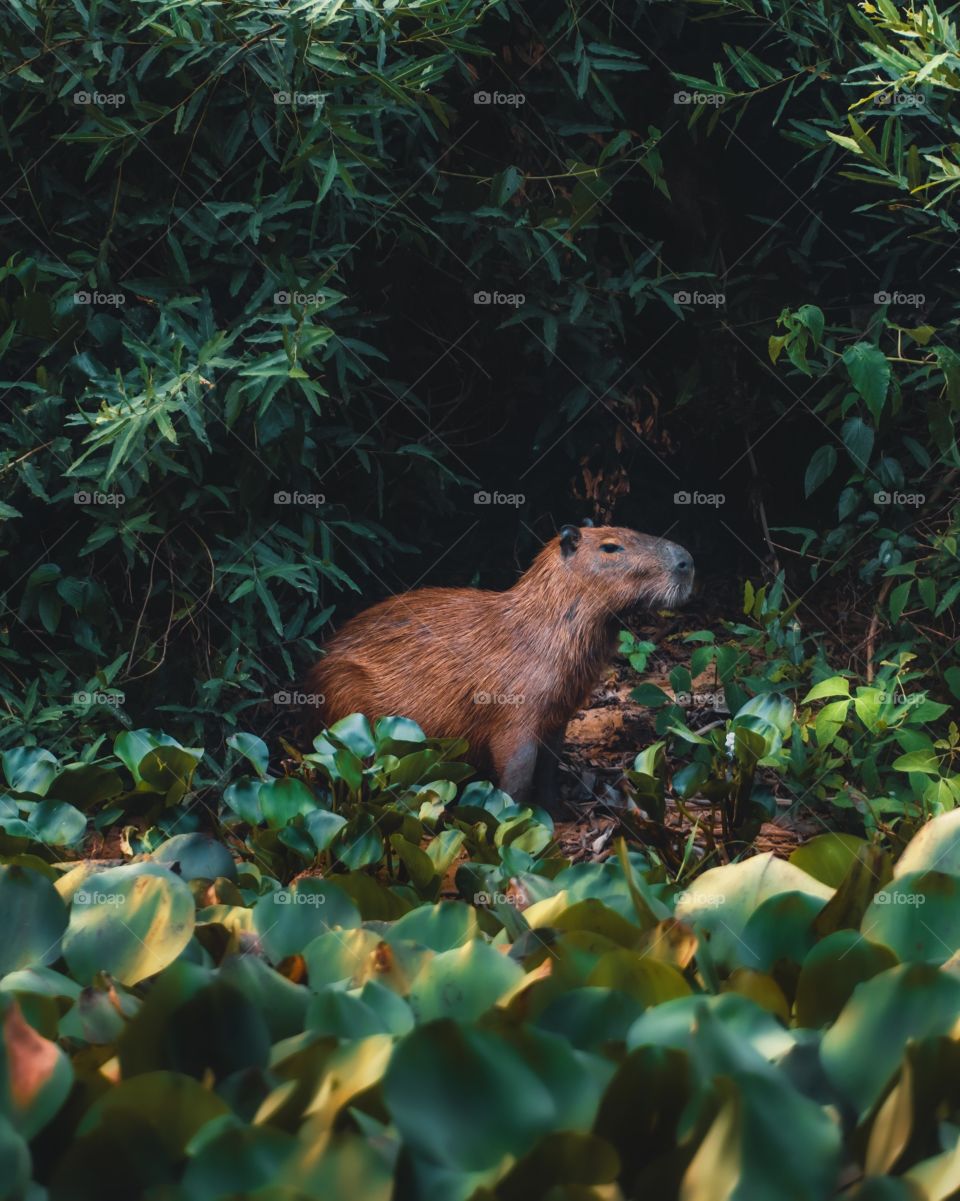 Brazilian Capybara