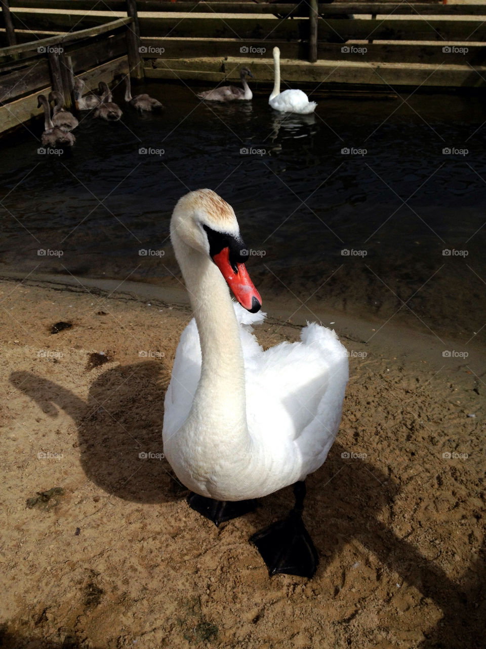white birds water swan by dannytwotaps