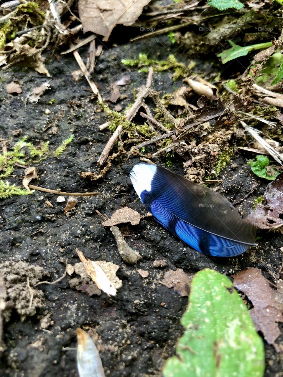 Blue jay feather 