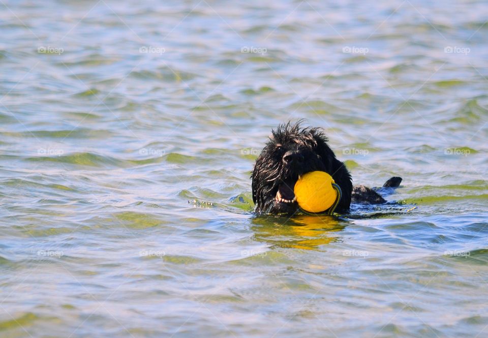 Dog catching a ball