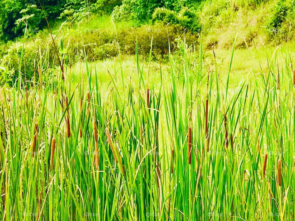 Java Grass