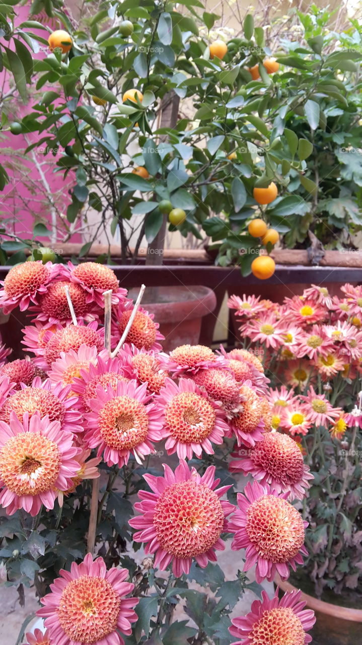 bunches of flower, in my garden