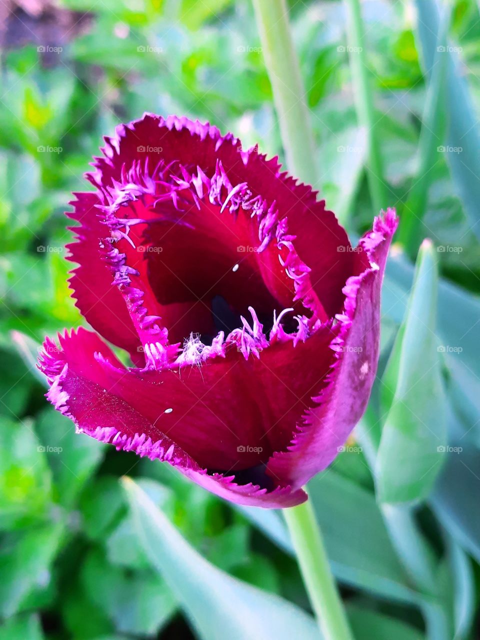 purple  flower  of jagged tulip