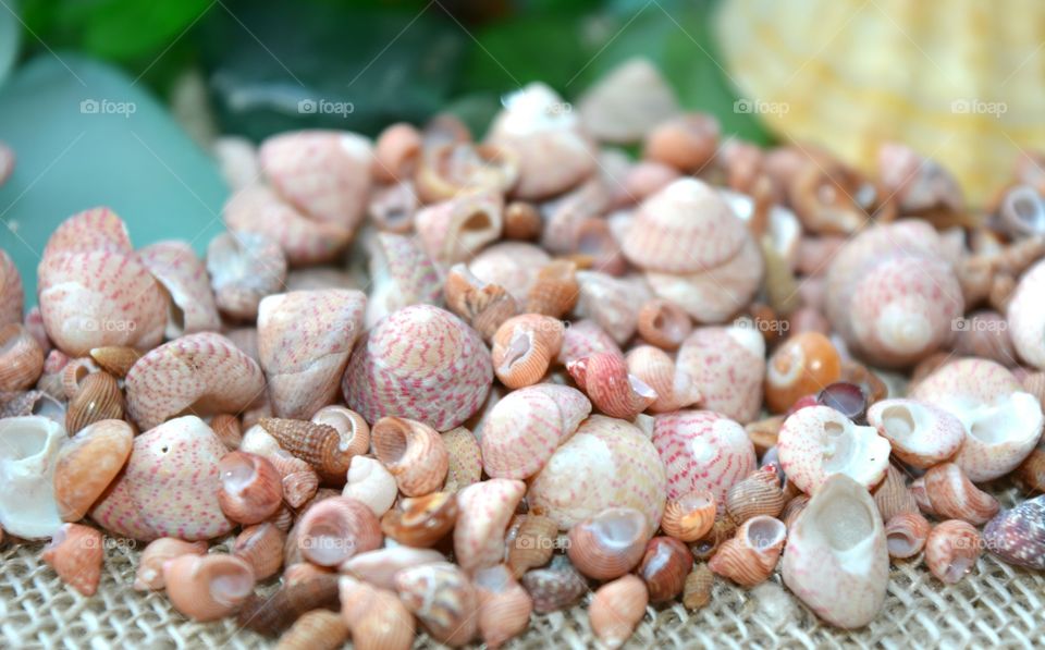 Variety of seashell