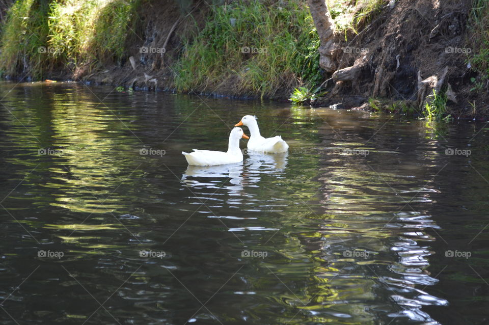 love between ducks