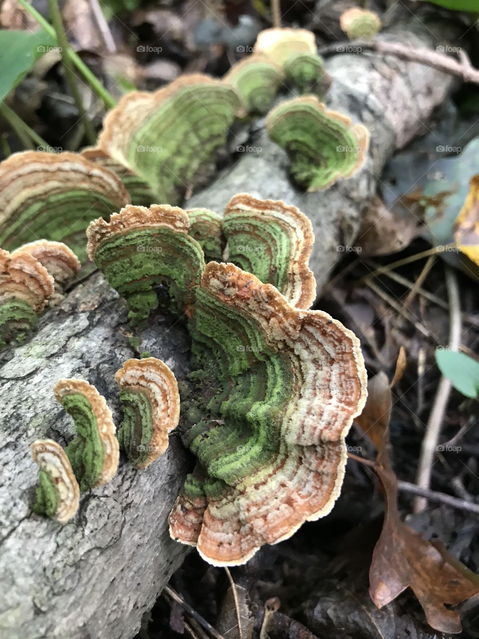 Beautiful green toadstool fungus growing down a tree. 