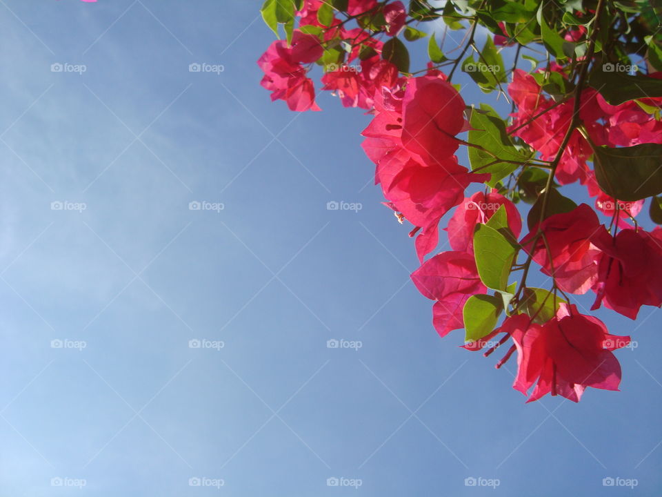 Beautiful flowers have a background in the sky. Beautiful bougainvillea flowers