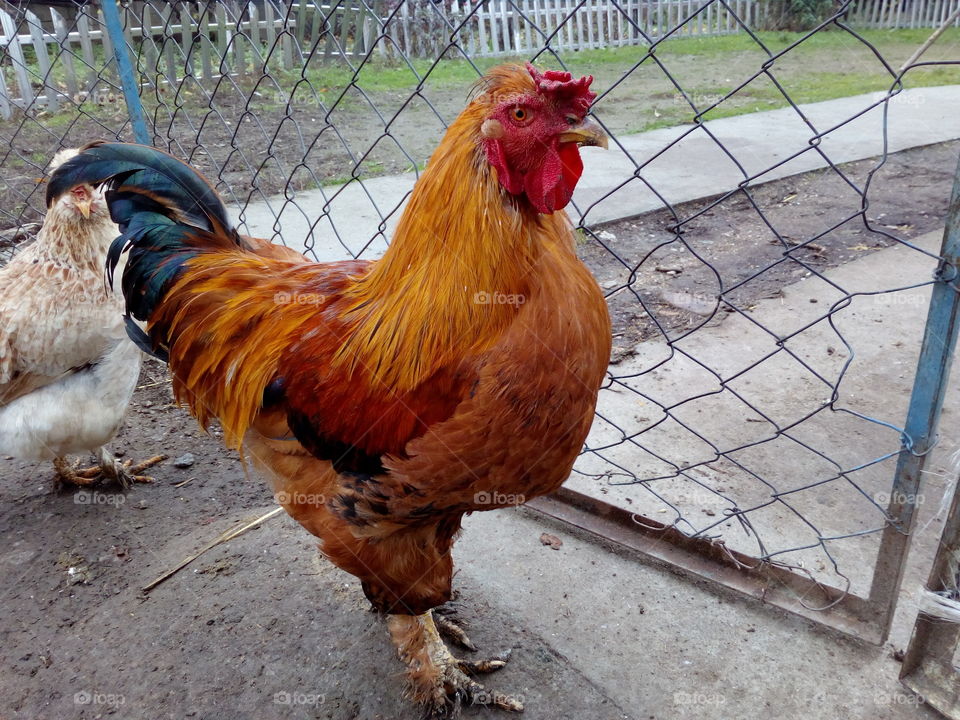 cock and chicken with hidden eyes