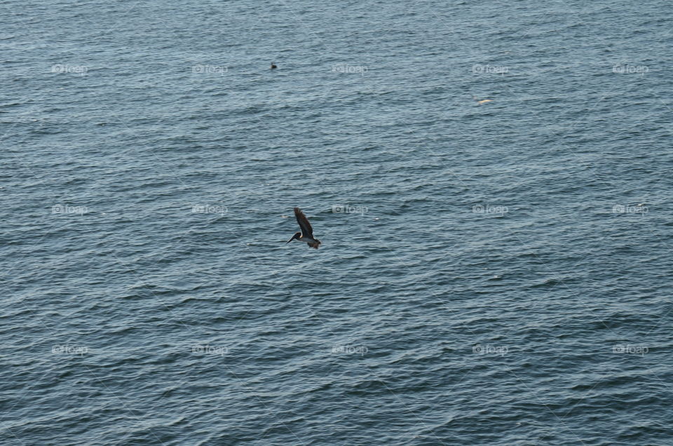 pelican in flight