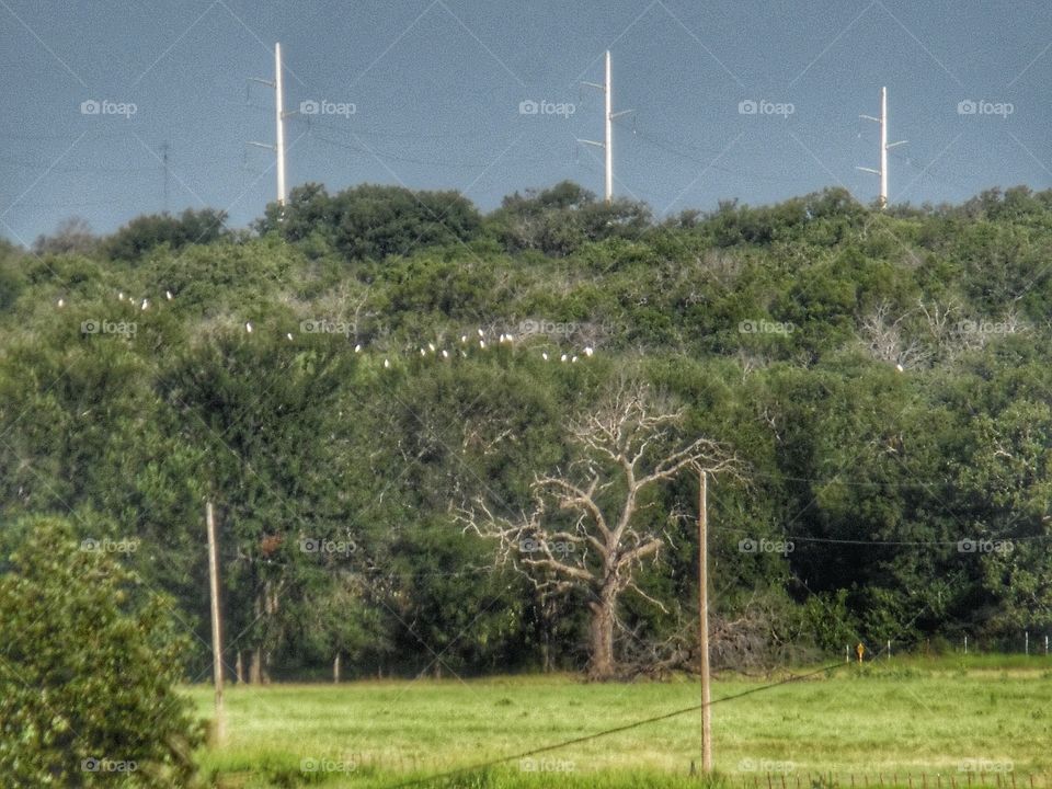 white bird watching. This is a picture of some birds I saw while out exploring this morning. 👣 🚶 🏃 🔥 💨