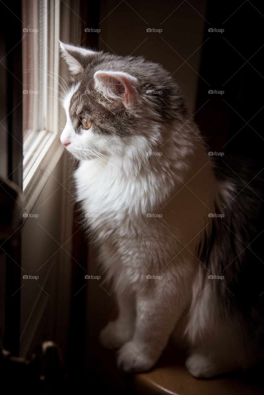 The dream of hunting has to be done through the window sometimes