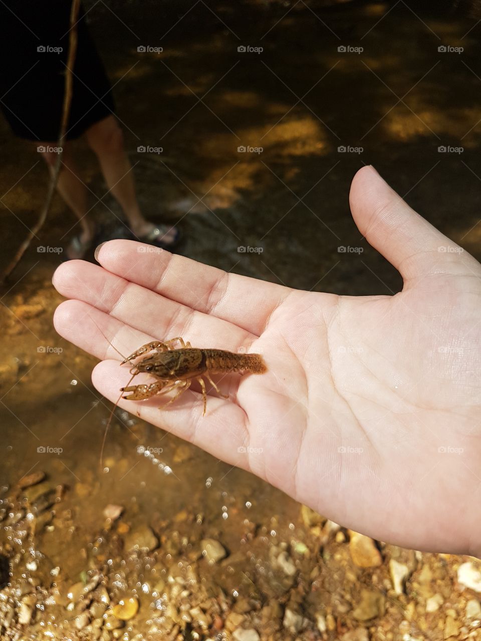 Small crawfish resting in Caucasian palm over shallow Brown creekbed full of rocks
