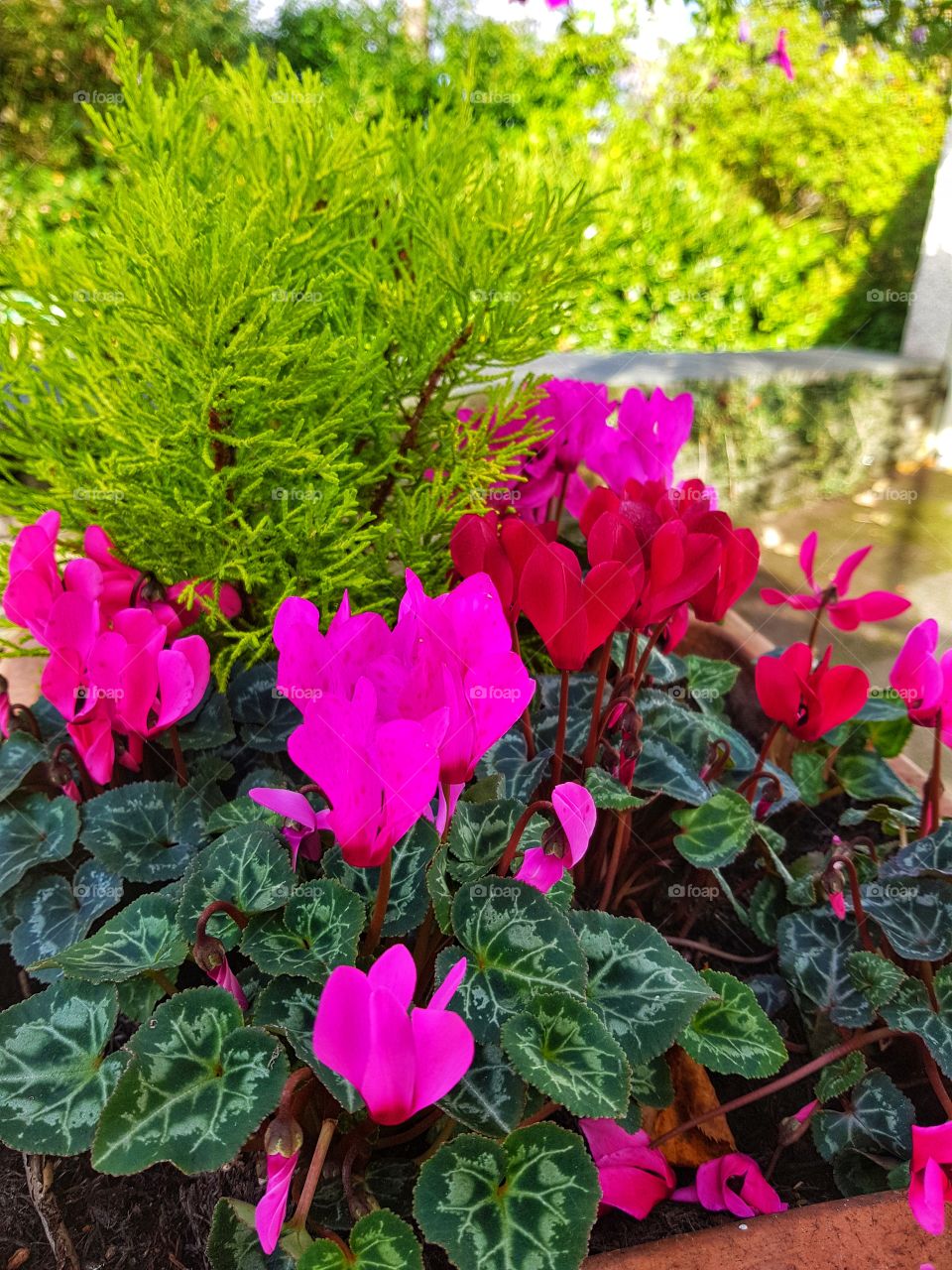 Autumn flowers ambleside
