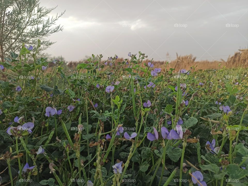 purlple flowrs in garden