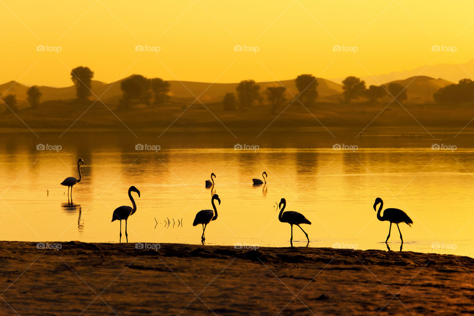 Silhouettes of flamingos at the lake at the sunset