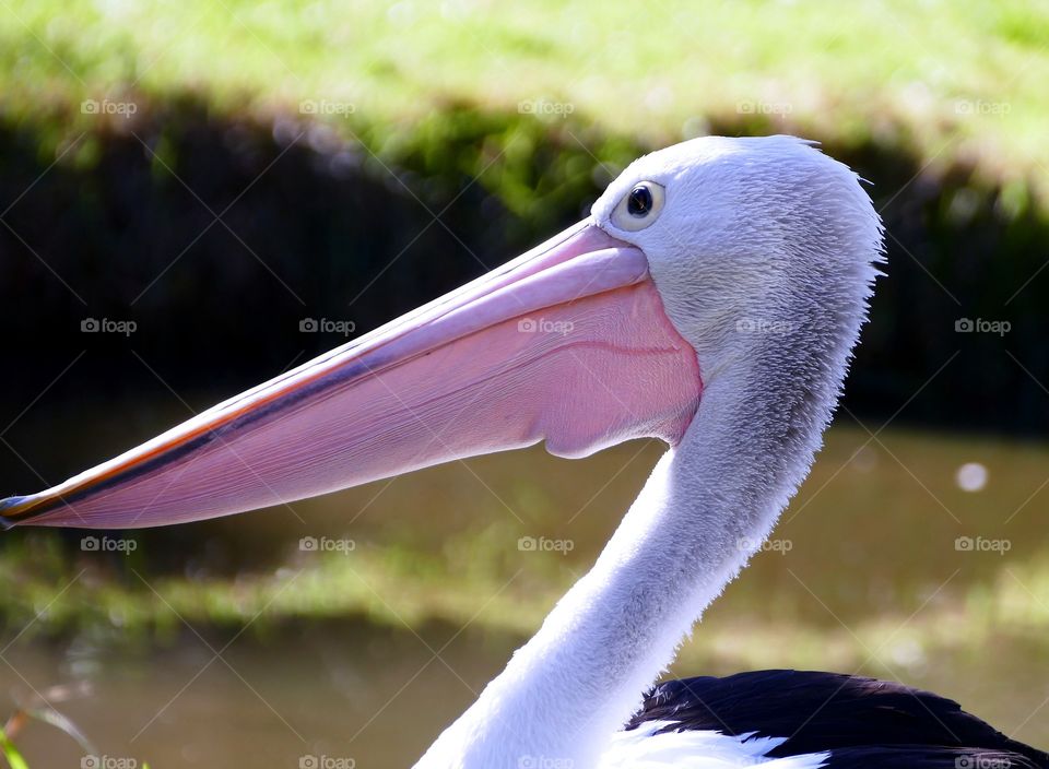 Pelican portrait.