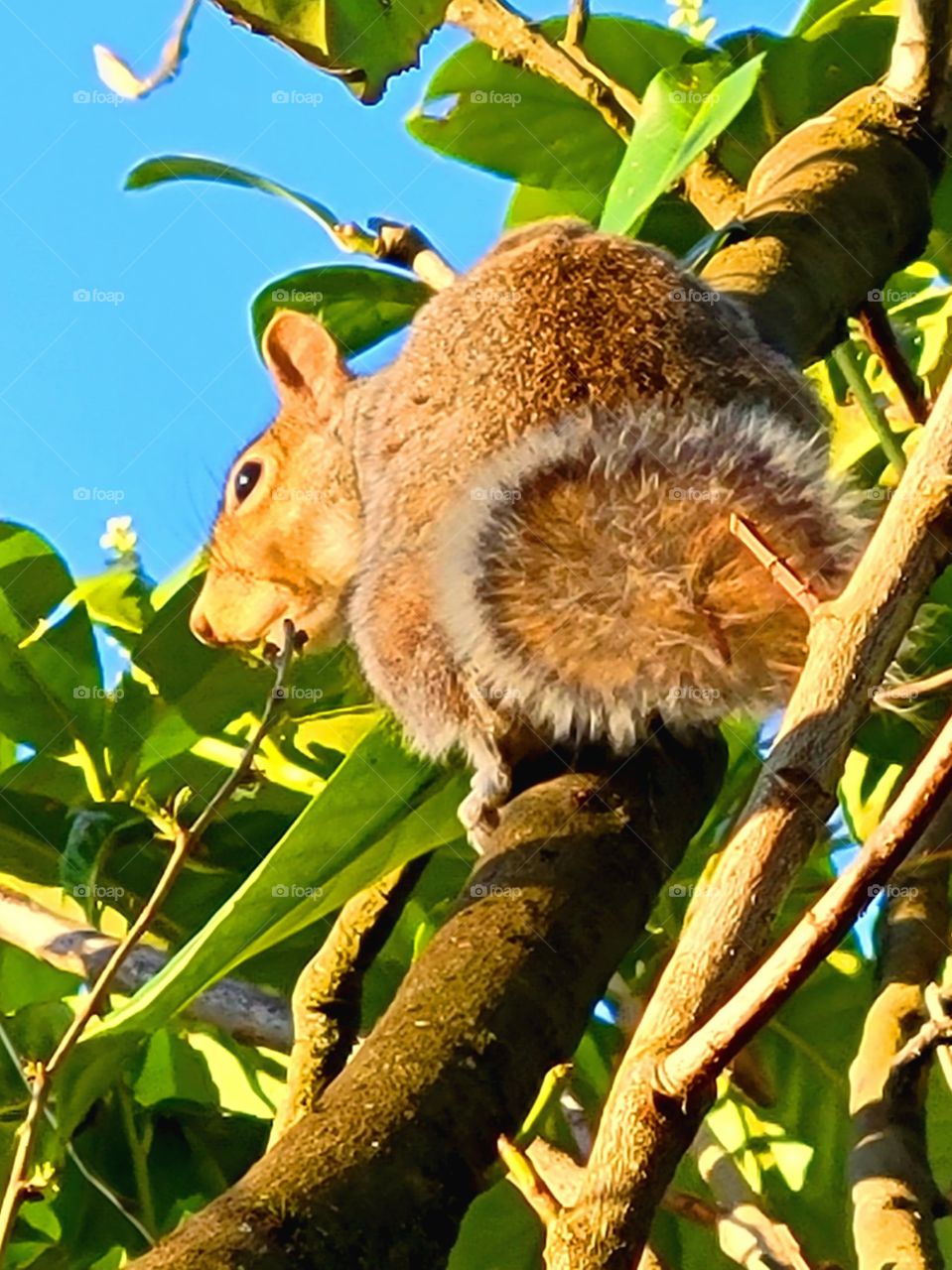 Wild animals in nature. This little guy was getting the Heck away from me as fast as possible.