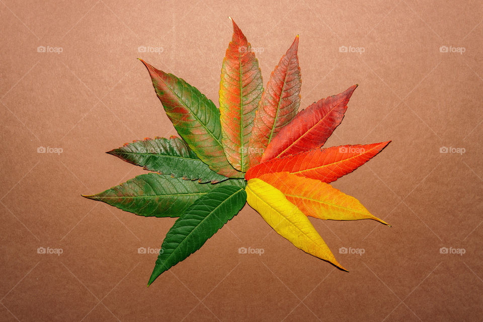 Autumn colors of leaves