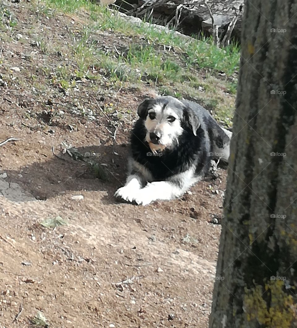 It's resting under the spring sun