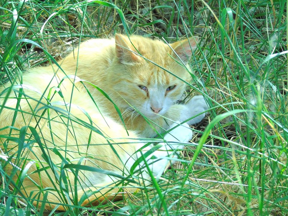 the cat is basking in the sun