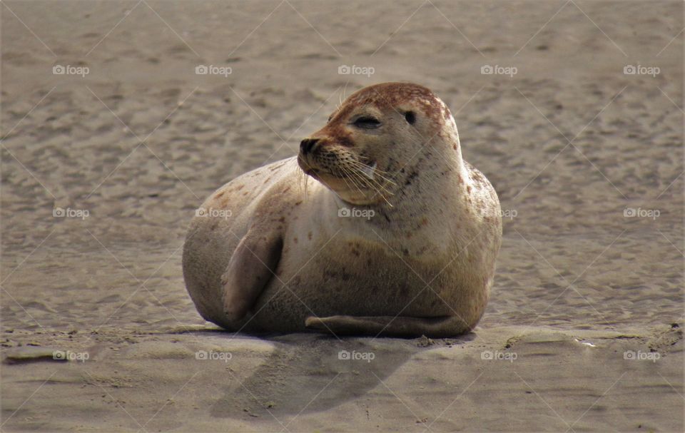 Seals in Berck France