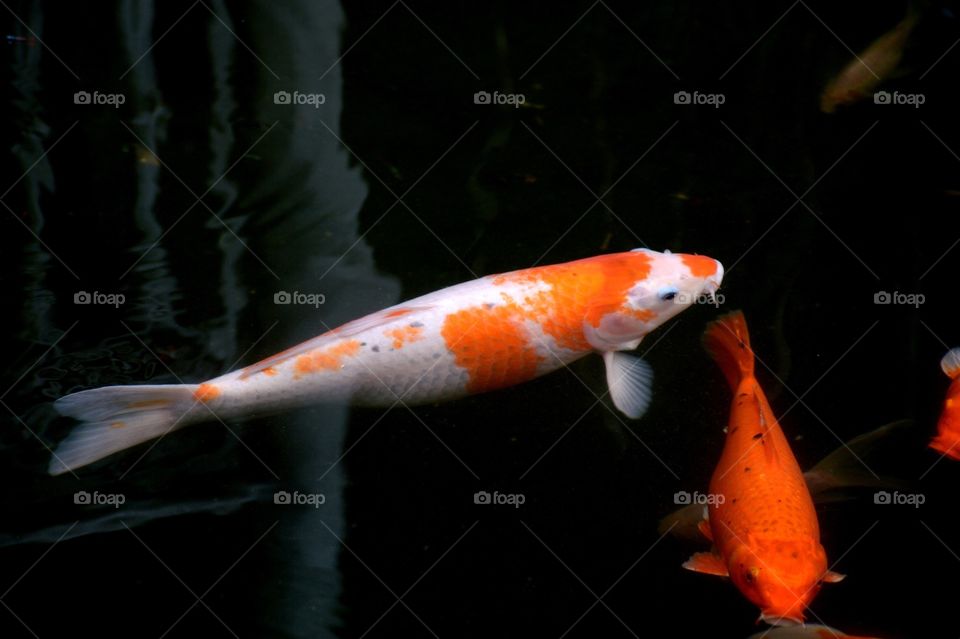 Koi fish