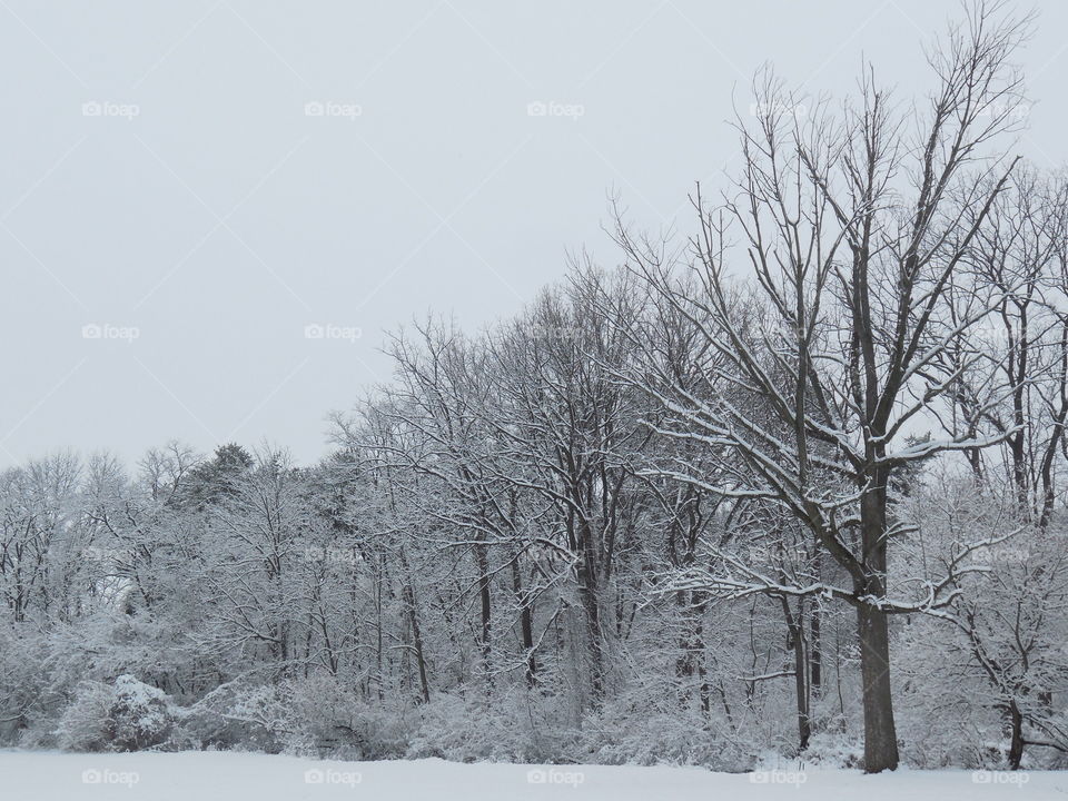 Snowy trees landscape