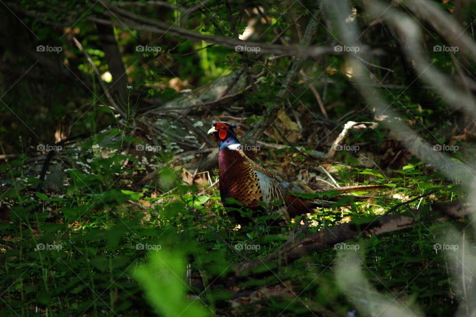 Pheasant in Forest