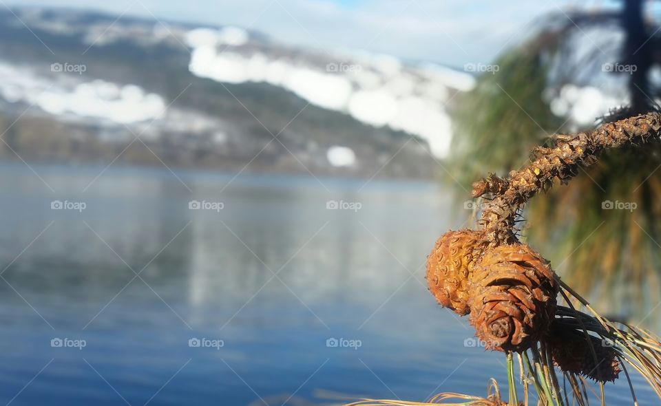 Winter pinecone