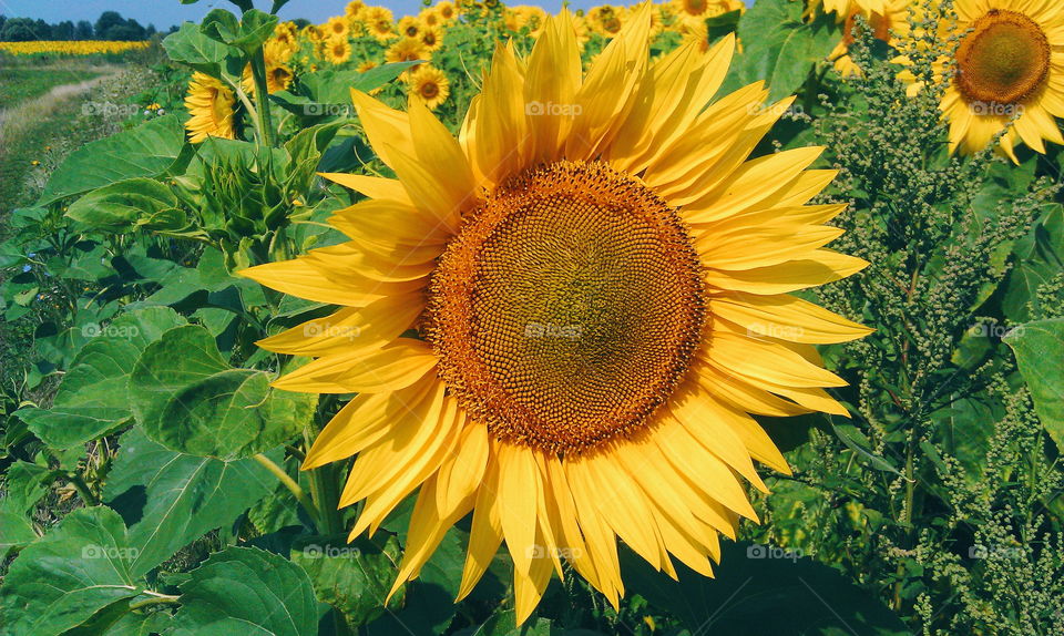 Field of sunflowers