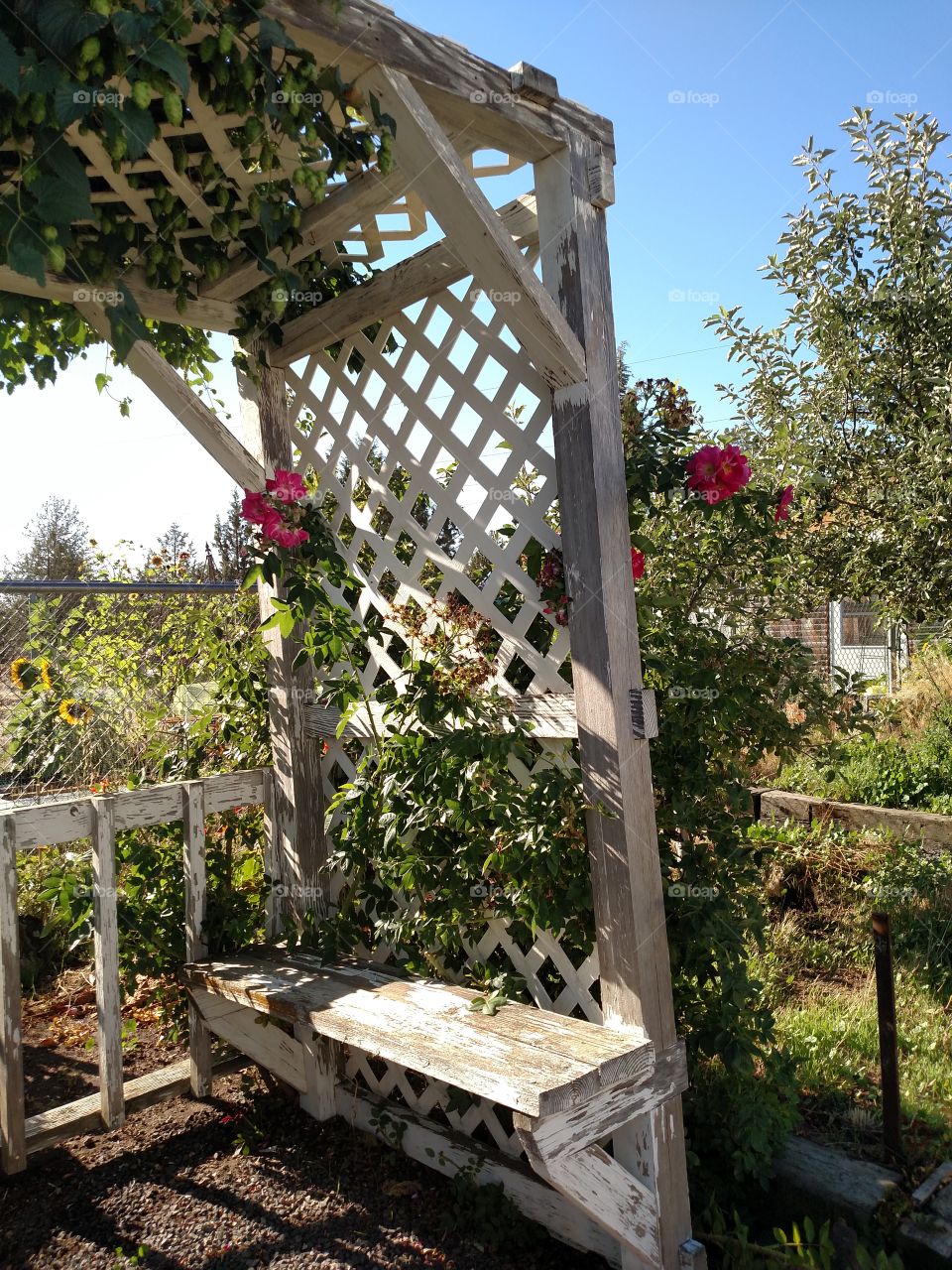 Rose on Arbor