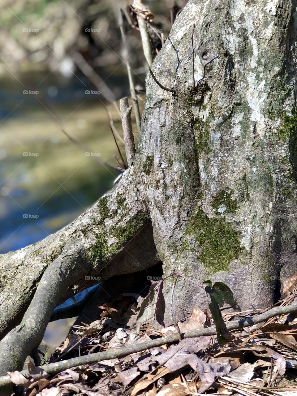 Mossy tree trunk and roots on river bank 