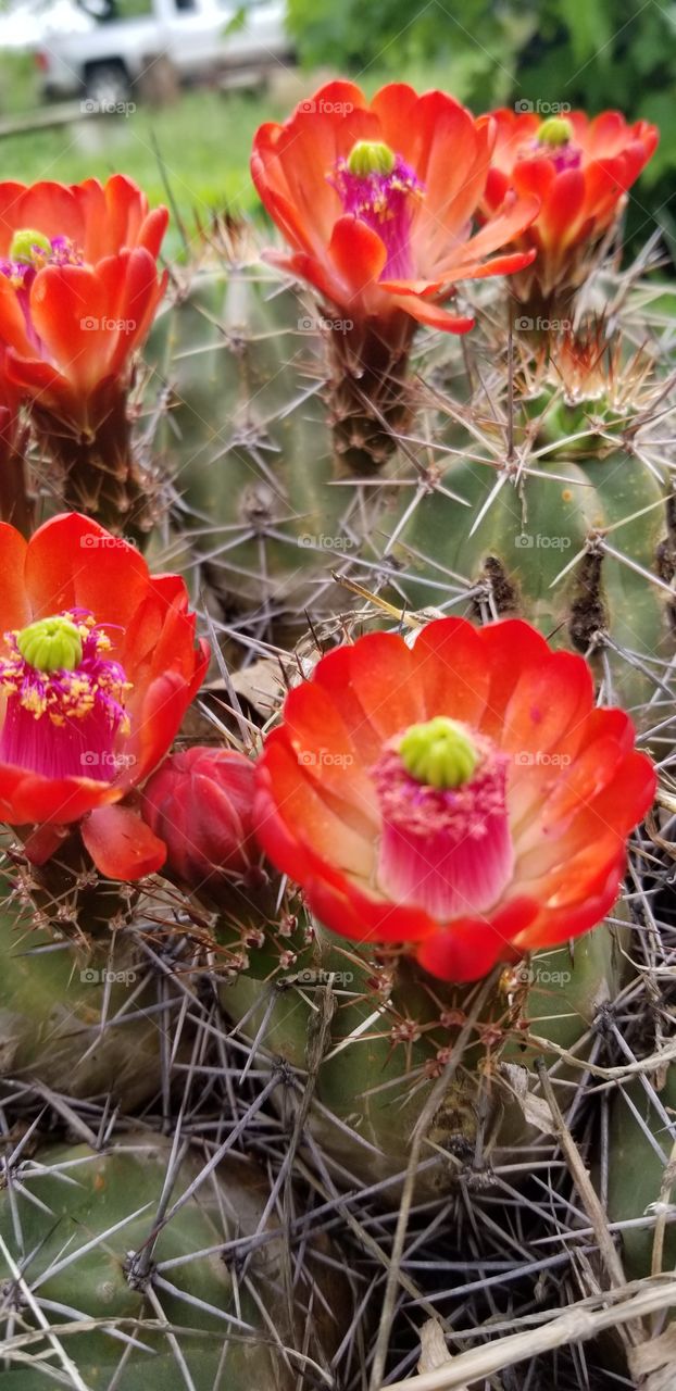 cactus flowers in bloom