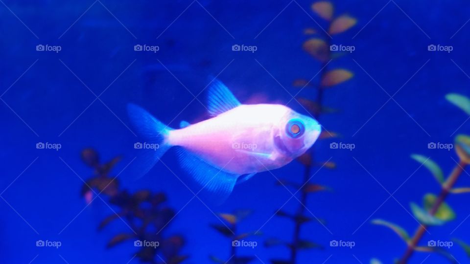 Glow Fish