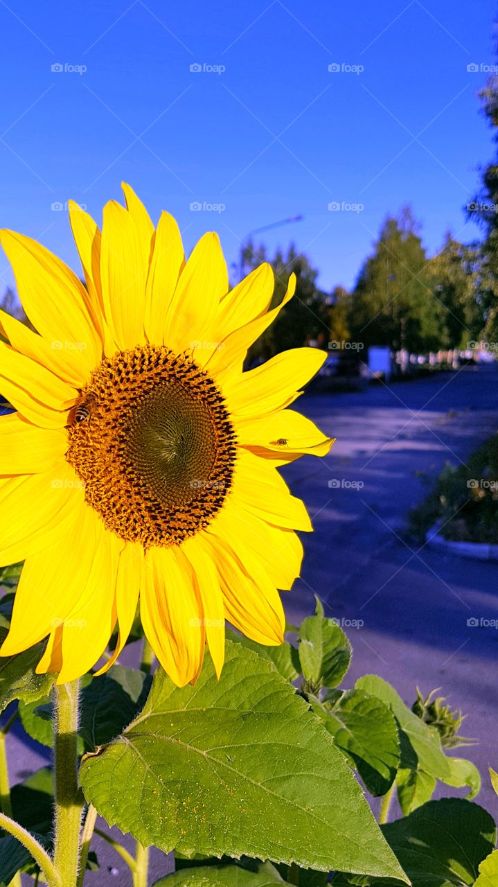 a shining sun in the street