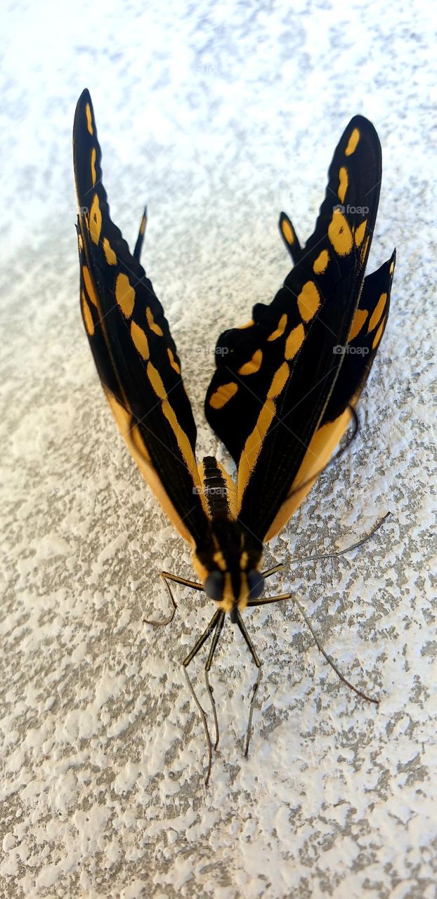 Very striking butterfly, intense yellow and black in color with red-blue spots that make it look very beautiful to look at.