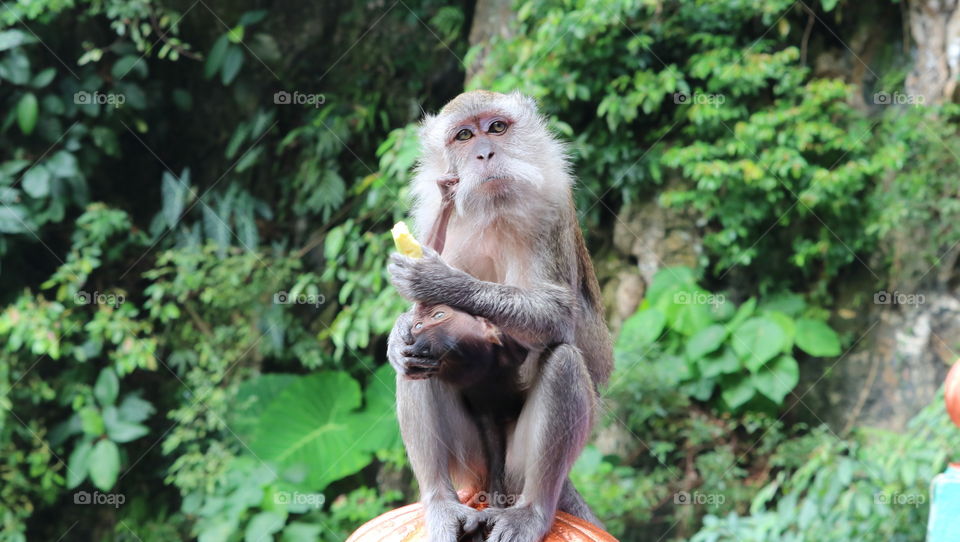 Monkey and baby at the temple - Kuala Lumpur