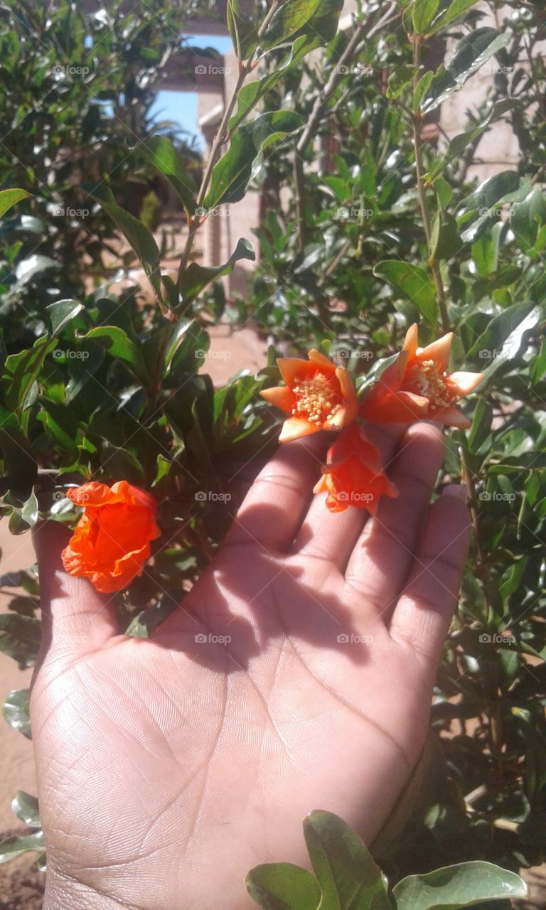 Pomegranate  tree it's showing  red-Orange  flowers  become decorative fruit in the fall filled with juicy arills