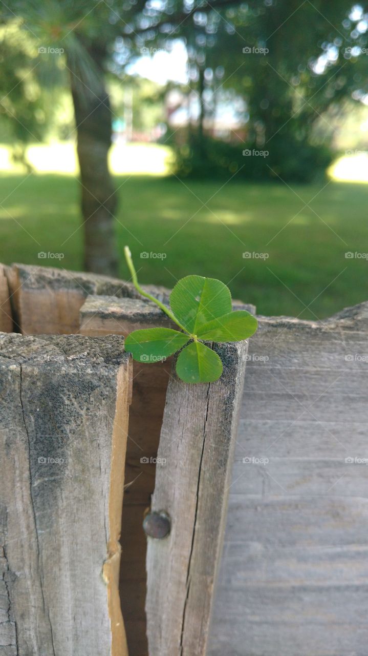 Four leaf clover, searching for my pot of gold.
