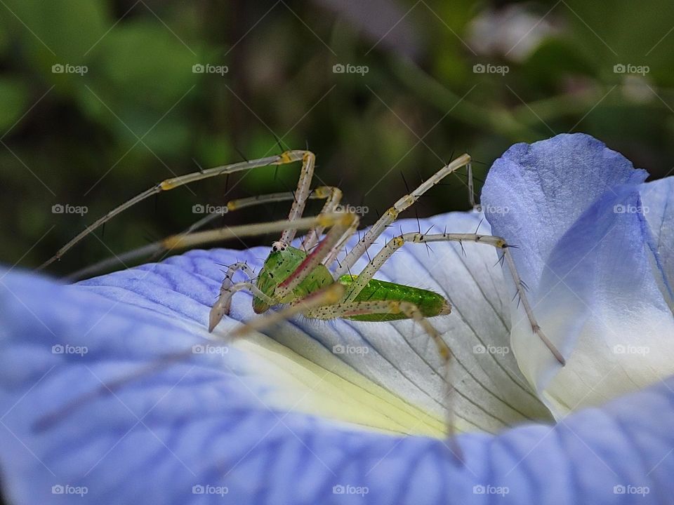 spider sitting inside a flower