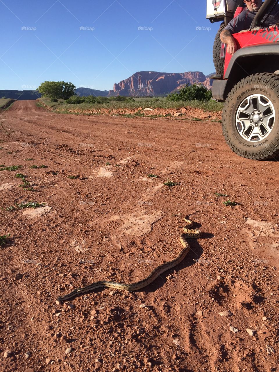 Bull snake crossing a desert road. 