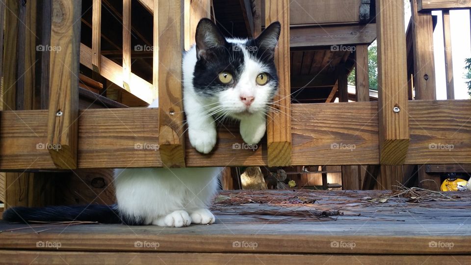 My Lazy Cat Fuzzy Motto will find anything to hold himself up so he doesn't have to!  He is so funny and brings us tons of love and joy.