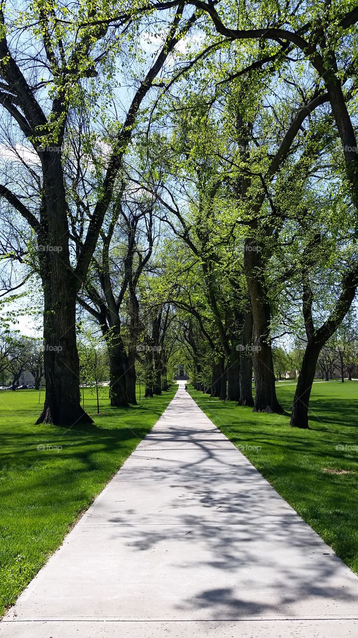 The Colorado State University Oval in spring